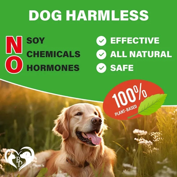 Dog Hip & Joint Support Soft Chews with Glucosamine, Chondroitin & MSM