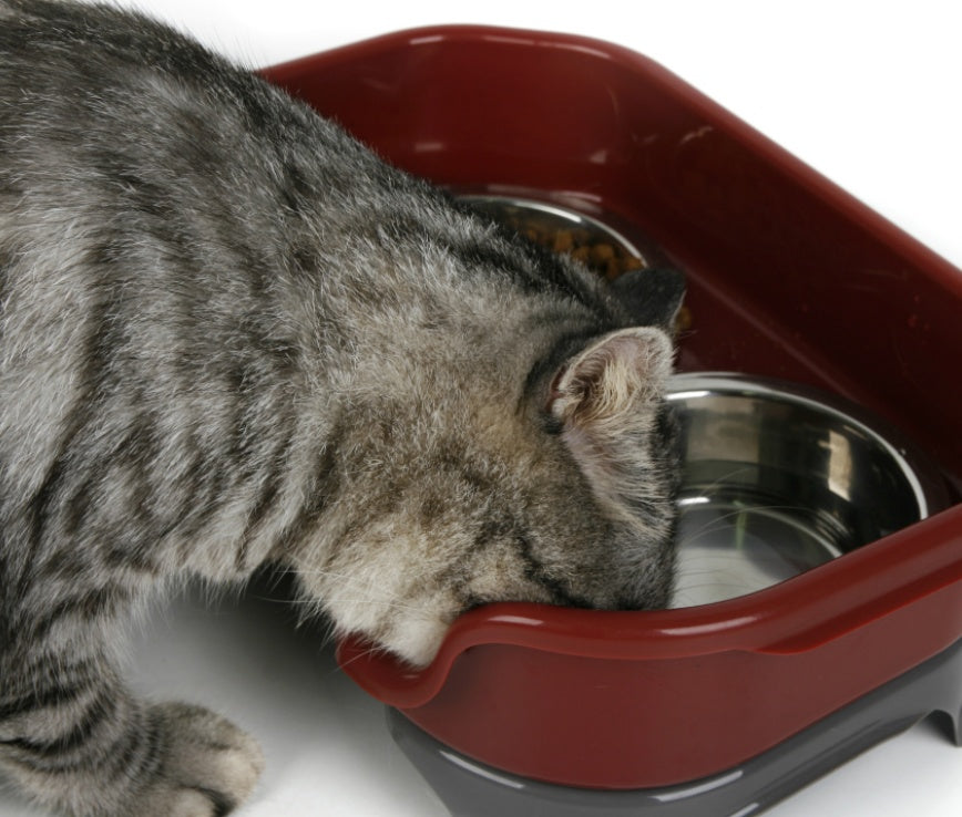 Splash-Proof Double Pet Bowl with Stainless Steel Bowls for Dogs and Cats