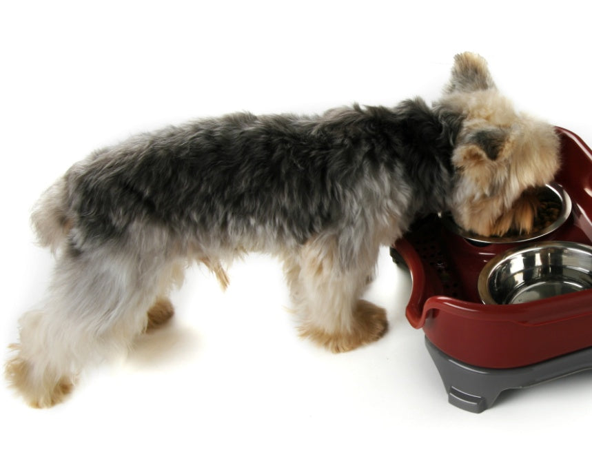 Splash-Proof Double Pet Bowl with Stainless Steel Bowls for Dogs and Cats