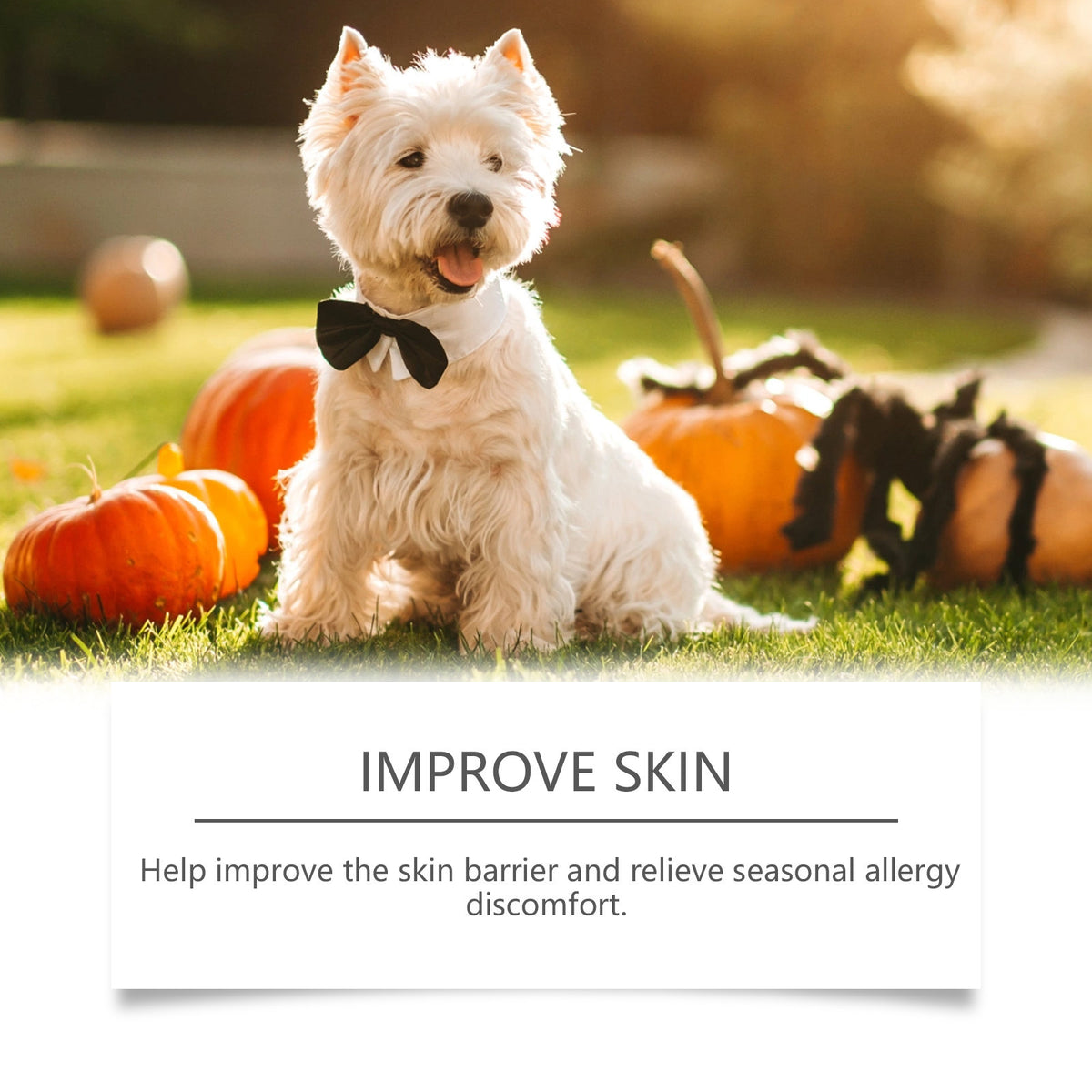 allergy relief chews for pets with a cute dog in a garden setting surrounded by pumpkins